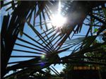 Малореченское солнце сквозь пальцы пальмы